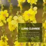 Live Lightly - Mullein Leaf Tea Bags - Image 5